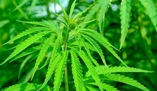 【大麻ってなんだろう？】違法？危険？法律に縛られたその裏の真実とは