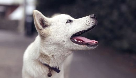 台湾では犬も猫も自由だ!動物愛護の観点から見る生き物との触れ合い方