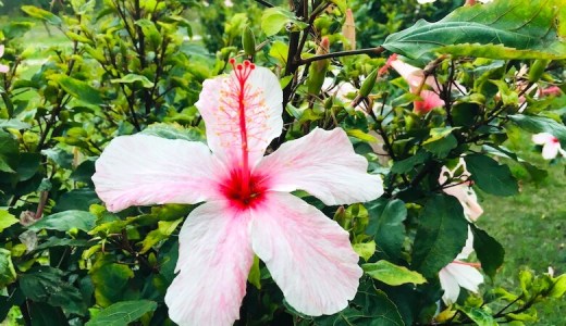 自粛期間、ヨガに最近ハマっています。常に最高のコンディションを保とう!