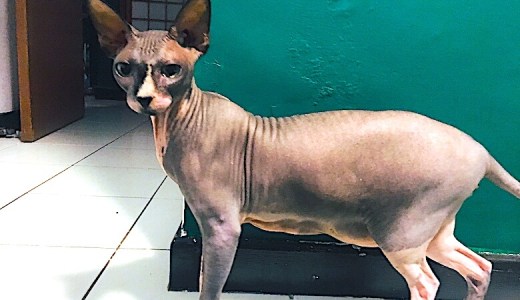 【猫好き必見!】こんな子見たことありますか?世にも奇妙な毛のない猫!!
