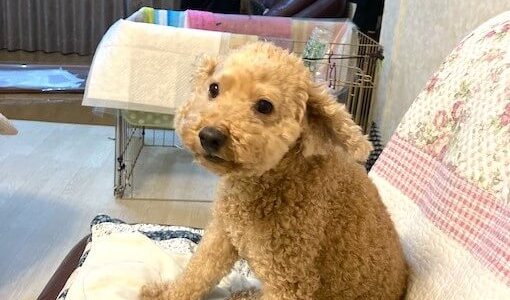 うちのチビ達?