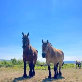 動物セラピー！音と波動、ハンドパンで動物と対話を！