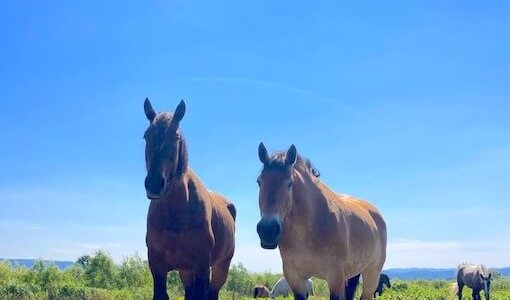動物セラピー！音と波動、ハンドパンで動物と対話を！