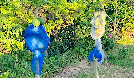 優秀な食材パパイヤとは??美容にもダイエットにも！！